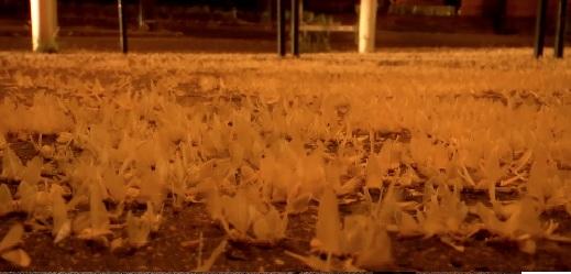 Low Danube waters bring huge mayfly swarms in Budapest