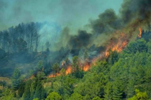 Forest Fire France