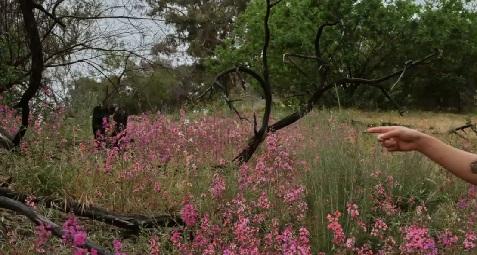 Some 500 volunteers have volunteered in Elysian Park over the last few years. ‘It’s not, just a one-time tree-planting on Earth Day,’ said Jones.